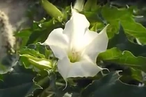 Cận cảnh loài hoa dùng chế tạo độc dược đáng sợ nhất