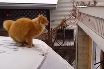 Cười vỡ bụng với những cú nhảy hụt đáng yêu của mèo 