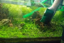 4 mẹo vệ sinh bể cá cảnh sạch và đẹp