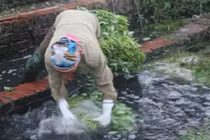 Đường đi của rau bẩn trước khi đến Hà Nội