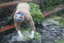 Đường đi của rau bẩn trước khi đến Hà Nội