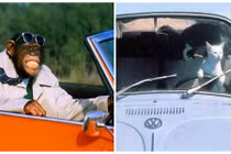 Khi thú cưng trổ tài “lái xe“