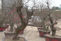 Đào “khủng” giá vài chục triệu rục rịch bày bán đón Tết