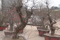 Đào “khủng” giá vài chục triệu rục rịch bày bán đón Tết