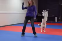 Chú chó và màn dancing “cực đỉnh” khi phối hợp với chủ