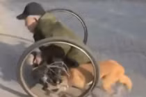 Cảm động chó trung thành đẩy xe lăn giúp chủ tàn tật 