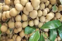 Thực hư chuyện nhãn lồng Hưng Yên tràn lan tại Hà Nội