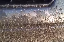 Clip: Kinh hoàng hàng triệu con ruồi bâu kín ô tô ở Mỹ