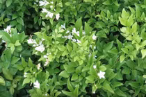 Video: Vì sao nhiều nhà trồng cây nguyệt quế phong thủy?