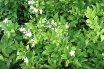 Video: Vì sao nhiều nhà trồng cây nguyệt quế phong thủy?