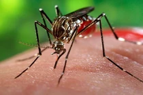 Những điều cần biết về virus Zika cực nguy hiểm