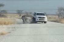 Hãi hùng tê giác nổi điên húc tung xe Jeep