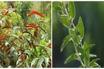 Bài thuốc chữa bệnh từ cây đơn lá đỏ, cây kim ngân 