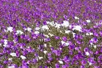 Kinh ngạc sa mạc khô cằn biến thành biển hoa muôn màu