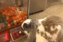 Chú thỏ “thông minh nhất thế giới” 