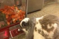 Chú thỏ “thông minh nhất thế giới” 