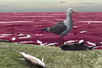 Thủy triều đỏ nguy hiểm và đáng sợ như thế nào?