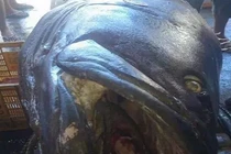 Bắt được cá mú 200kg nghi nuốt chết một nhân viên an ninh