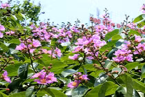 Top ca khúc tuyệt hay về hoa bằng lăng