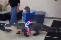 Kinh hoàng bé gái cưỡi cá sấu đi chơi 