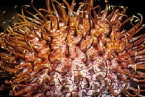 Tận mắt quá trình rã đông thực phẩm tuyệt đẹp