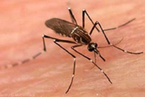 Người dân biết gì về dịch sốt xuất huyết?