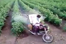 Đây là cách nông dân Ấn Độ phun thuốc cho cây