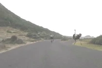 Đà điểu rượt đuổi đoàn đua xe đạp với tốc độ chóng mặt