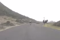 Đà điểu rượt đuổi đoàn đua xe đạp với tốc độ chóng mặt