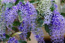 Vẻ đẹp rực rỡ của loài hoa mai độc nhất vô nhị trên thế giới