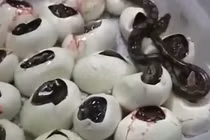 Kinh hoàng cảnh đàn rắn con lần lượt chui ra khỏi trứng 