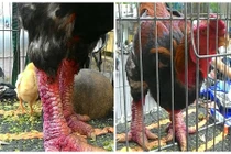 Nhái gà Đông Tảo, "chém" giá 6 triệu đồng/cặp