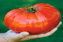 Tận mắt giống cà chua lớn nhất thế giới