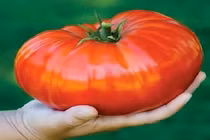 Tận mắt giống cà chua lớn nhất thế giới