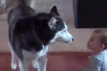 Màn cãi nhau tay đôi đáng yêu giữa bé và chó cưng