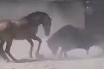 Ngựa mảnh mai đuổi bò tót cả tấn chạy “mất dép“