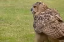 Khiếp sợ cú đại bàng khổng lồ tấn công người hàng loạt