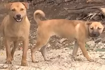 Video: Cấp phường, xã ở Hà Nội tự lo bắt chó thả rông