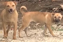 Video: Cấp phường, xã ở Hà Nội tự lo bắt chó thả rông