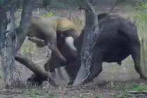 Trâu rừng mẹ liều mình húc tung sư tử để cứu con