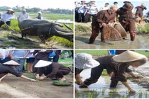 Khách Tây háo hức cày ruộng, đơm cá, trồng rau...