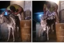 Người đàn ông dùng răng nhấc bổng con lừa gây ngỡ ngàng