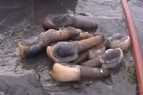 Tận mục quy trình bắt ốc vòi voi siêu thú vị