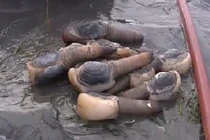 Tận mục quy trình bắt ốc vòi voi siêu thú vị