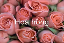 Loài hoa yêu thích nói gì về tính cách của bạn?