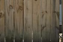 Tán gái phải nhà có chó dữ, cứu bạn em với!