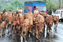 Ảnh: Cảnh sát giao thông lùa bò trên quốc lộ