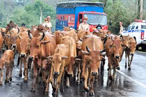 Ảnh: Cảnh sát giao thông lùa bò trên quốc lộ