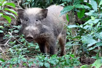 Cận cảnh loài lợn xấu và hiếm nhất hành tinh