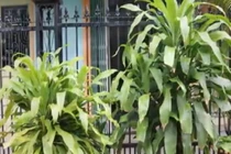 Video: Trồng cây thiết mộc lan, gia chủ phải chú ý điều này để may mắn